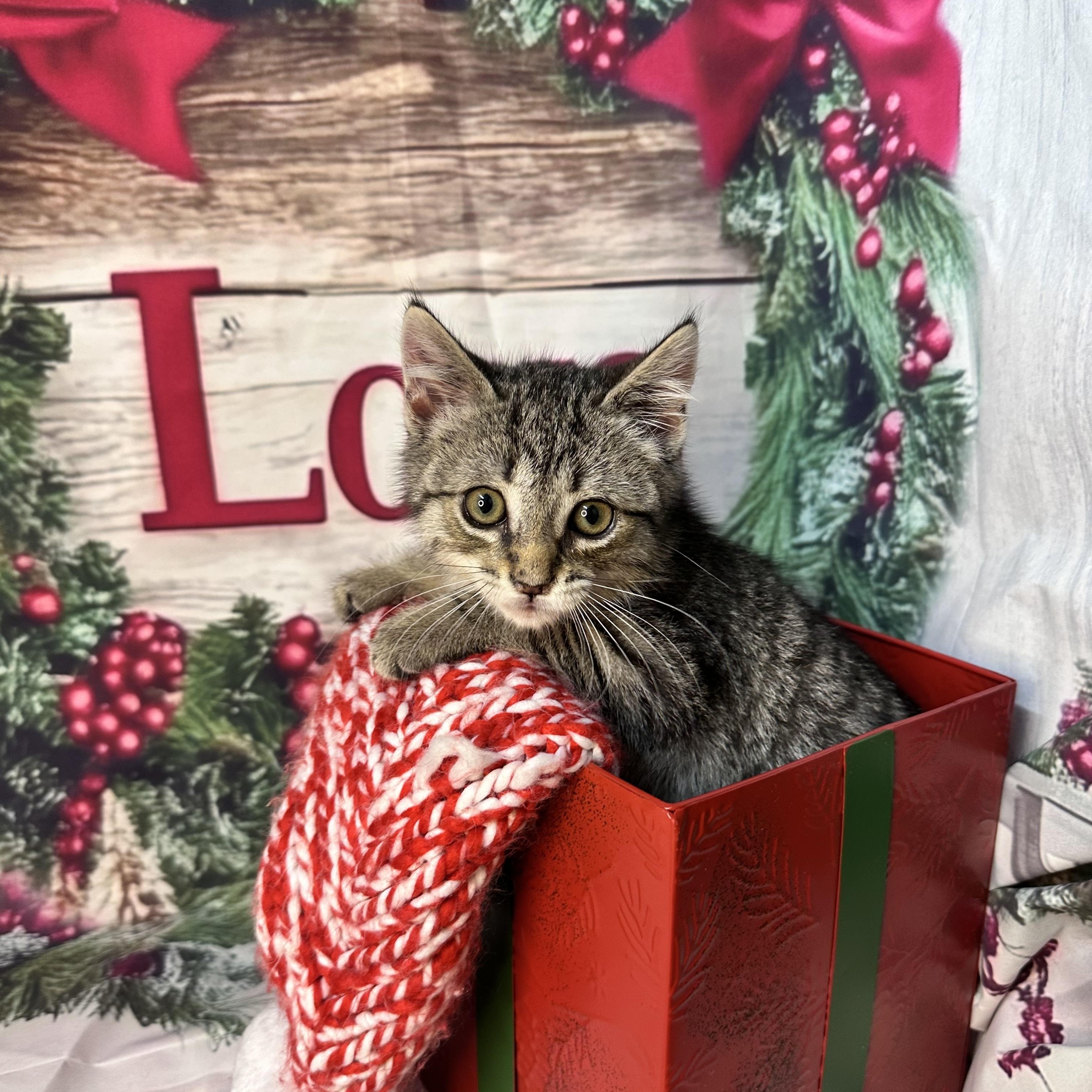 Frost, an adopted mixed breed in Mount Vernon, IL image 3/6