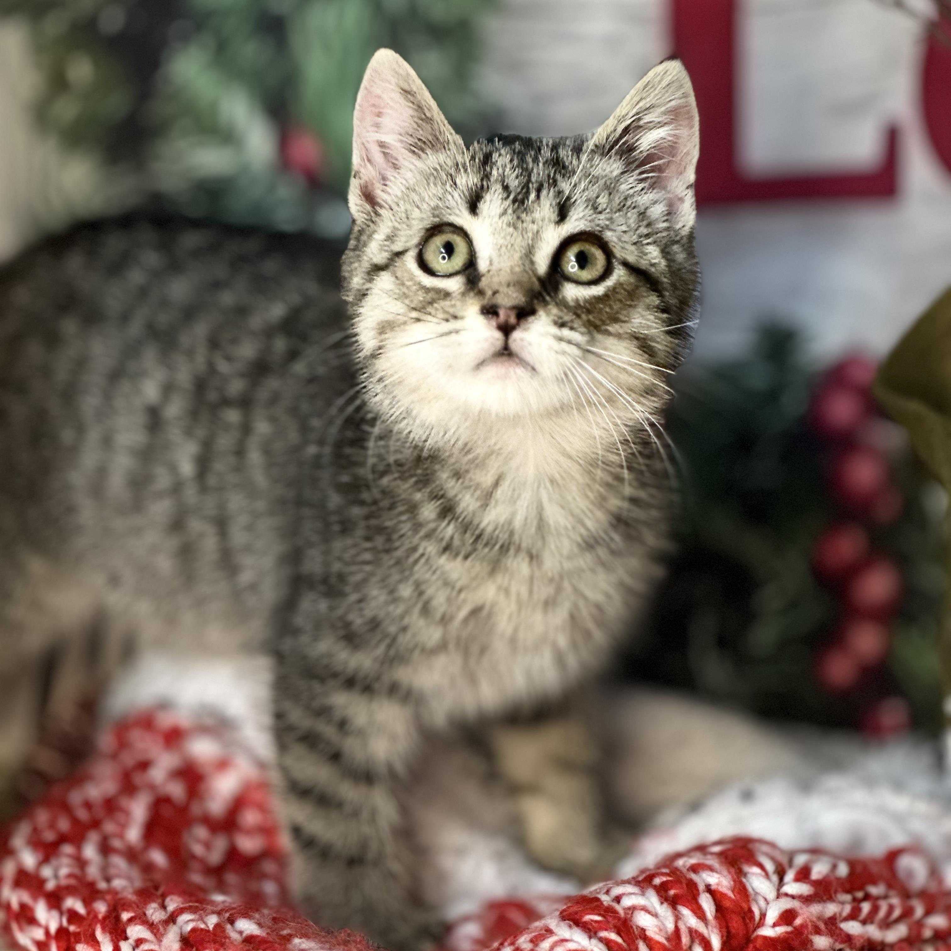 Frost, an adopted mixed breed in Mount Vernon, IL image 5/6