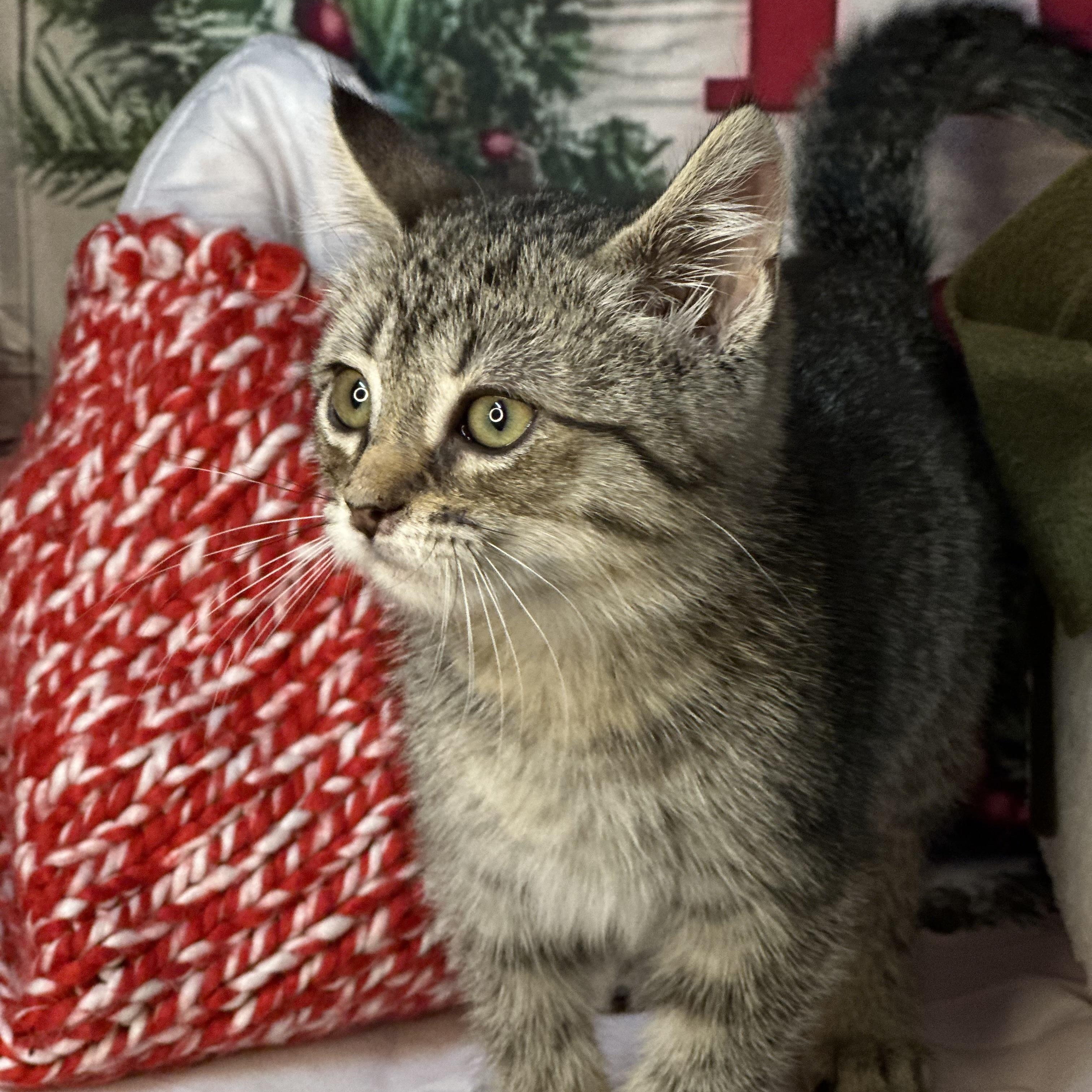 Frost, an adopted mixed breed in Mount Vernon, IL image 2/6