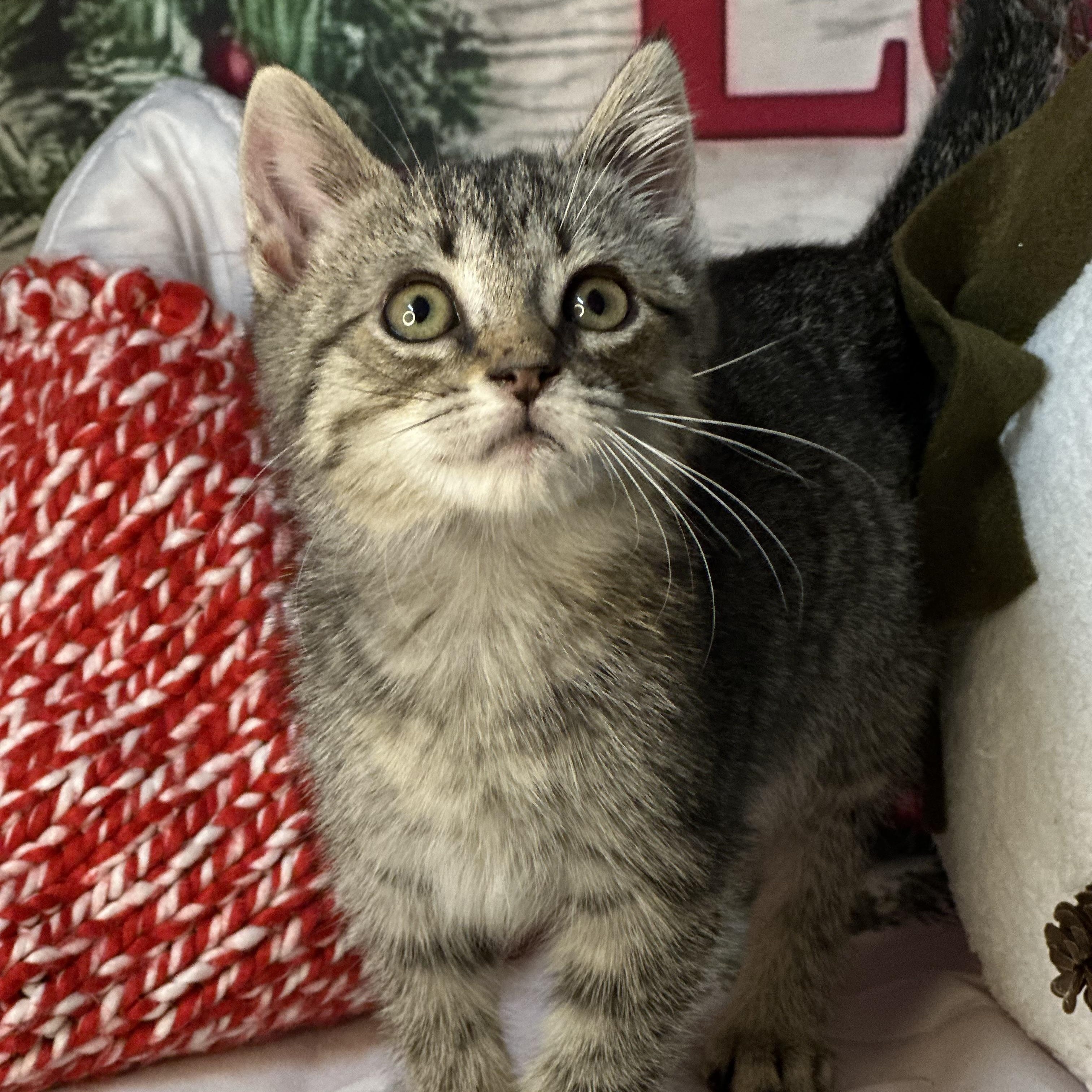 Frost, an adopted mixed breed in Mount Vernon, IL image 1/6