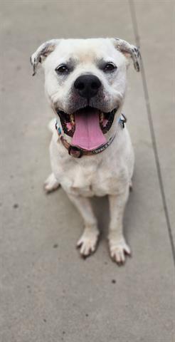 BENNY, Adoptable, Adult Male American Bulldog.