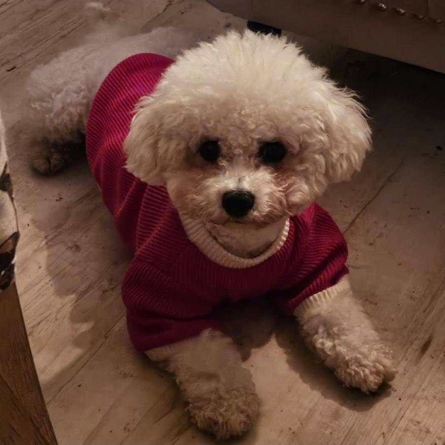 Enlarge Lilith and Leona, a ADOPTABLE Bichon Frise in Vancouver, BC image 2/6