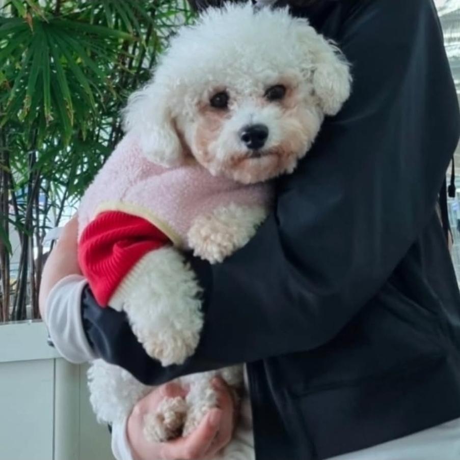 Enlarge Lilith and Leona, a ADOPTABLE Bichon Frise in Vancouver, BC image 4/6