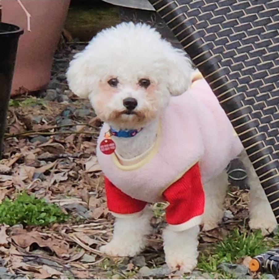 Enlarge Lilith and Leona, a ADOPTABLE Bichon Frise in Vancouver, BC image 3/6