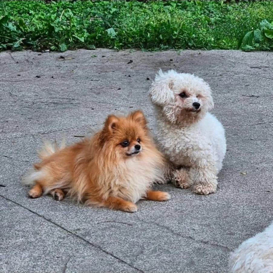 Enlarge Lilith and Leona, a ADOPTABLE Bichon Frise in Vancouver, BC image 5/6