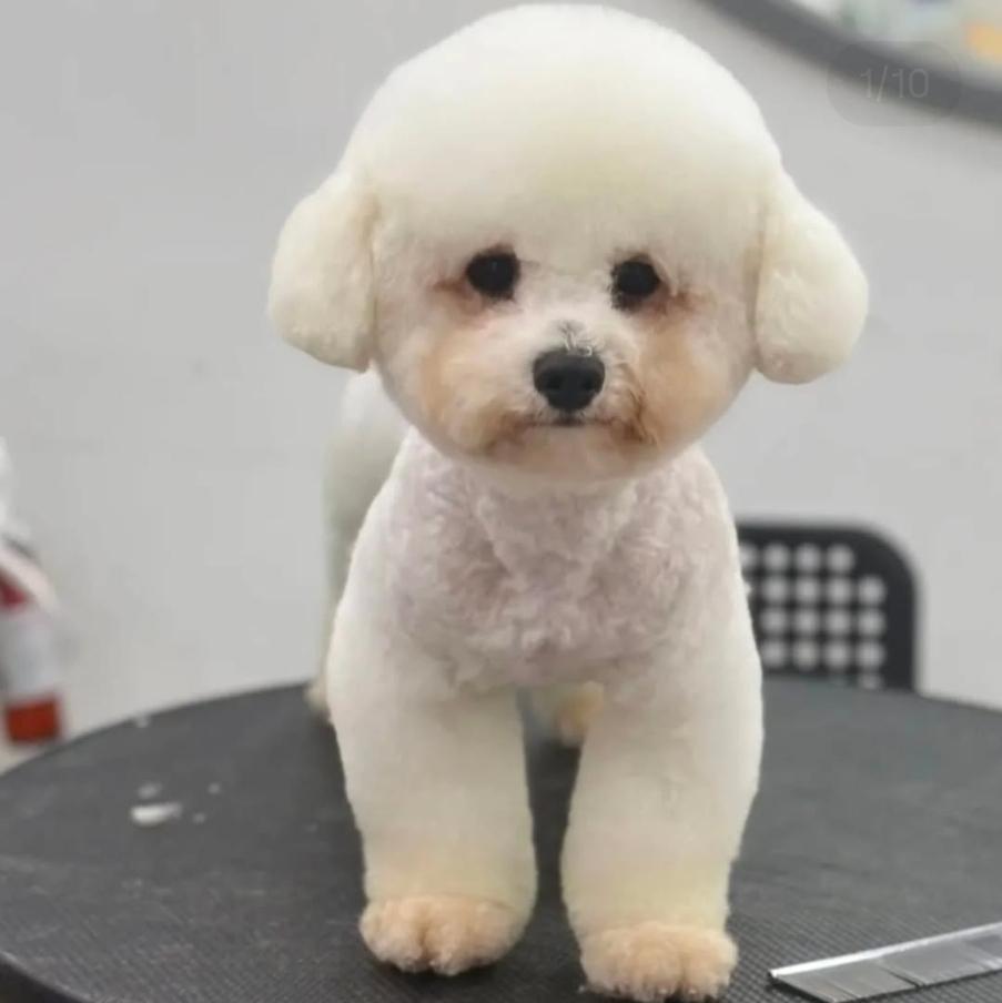 Lilith and Leona, ADOPTABLE, Adult Female Bichon Frise.