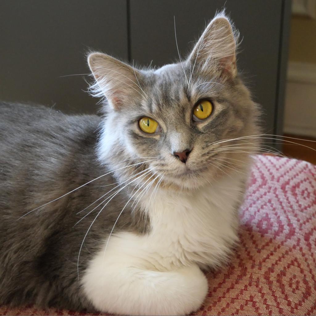 Cat for adoption Jolene, a Domestic Medium Hair in Evanston, IL