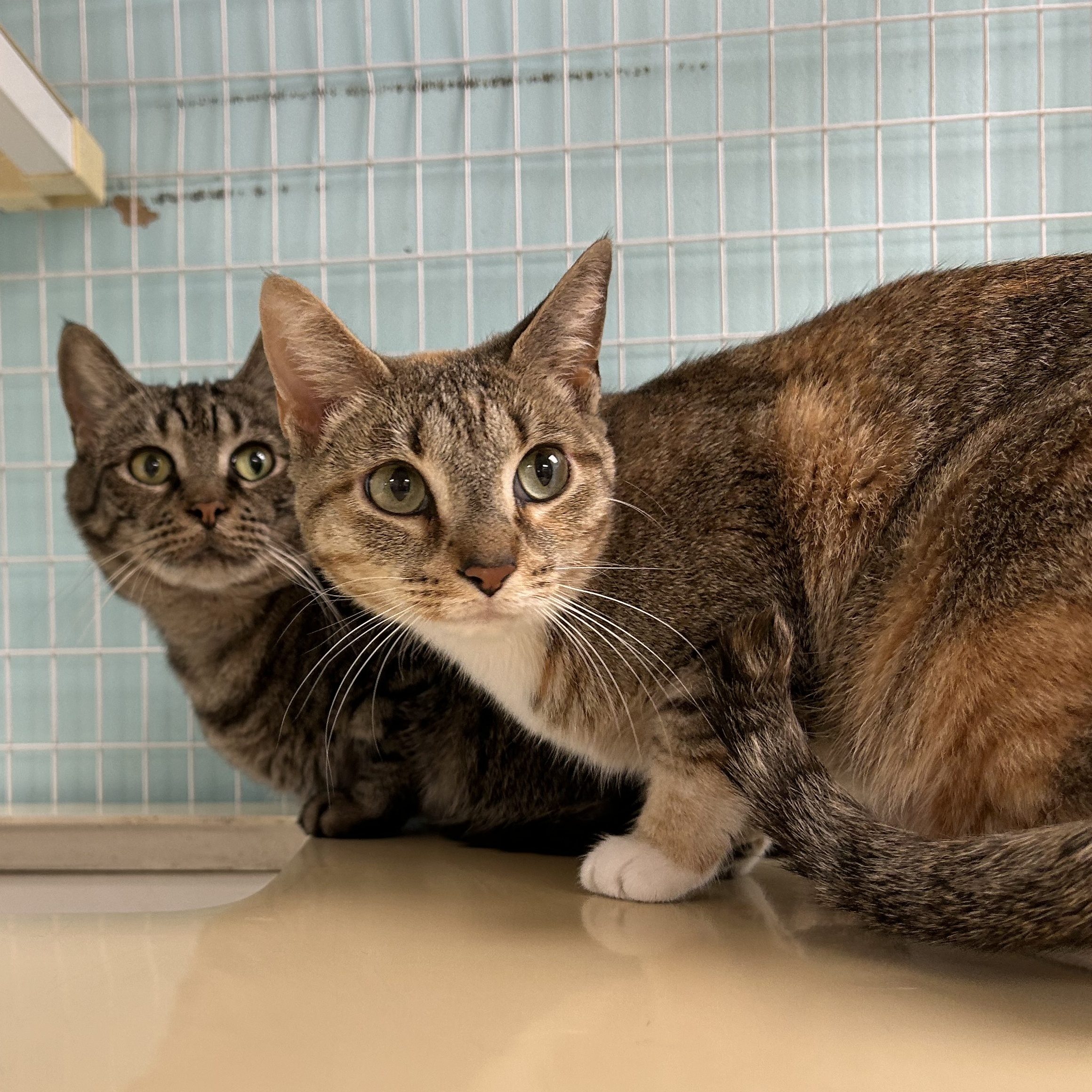 Enlarge Shelley, a Adoptable Torbie in Memphis, TN image 3/3