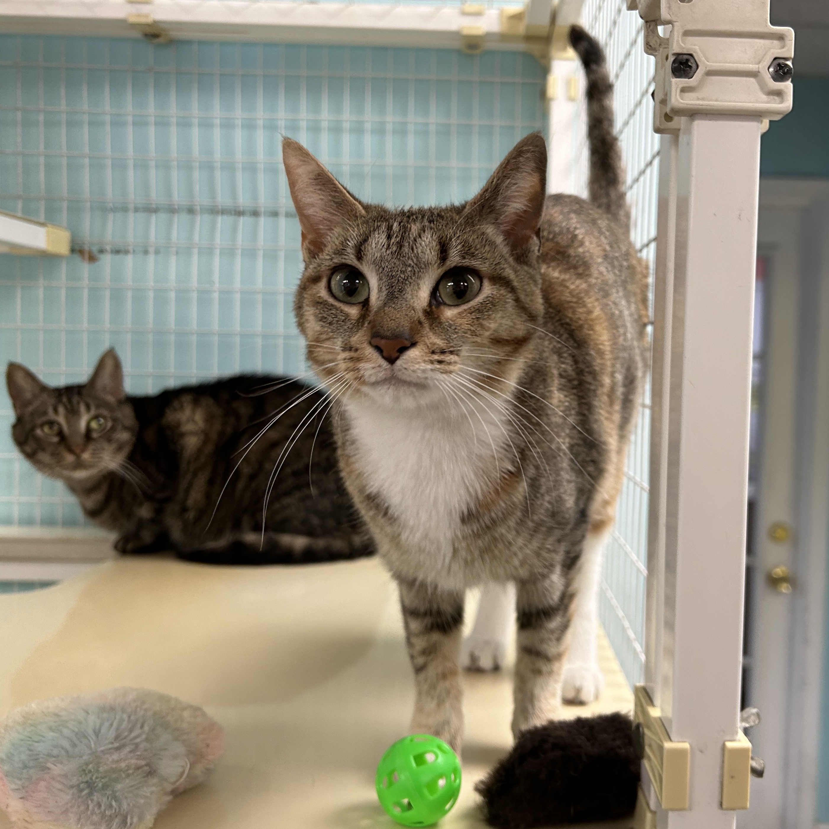 Enlarge Shelley, a Adoptable Torbie in Memphis, TN image 2/3