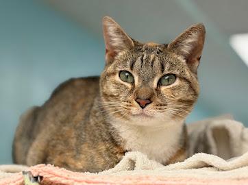Enlarge Shelley, a Adoptable Torbie in Memphis, TN image 1/3