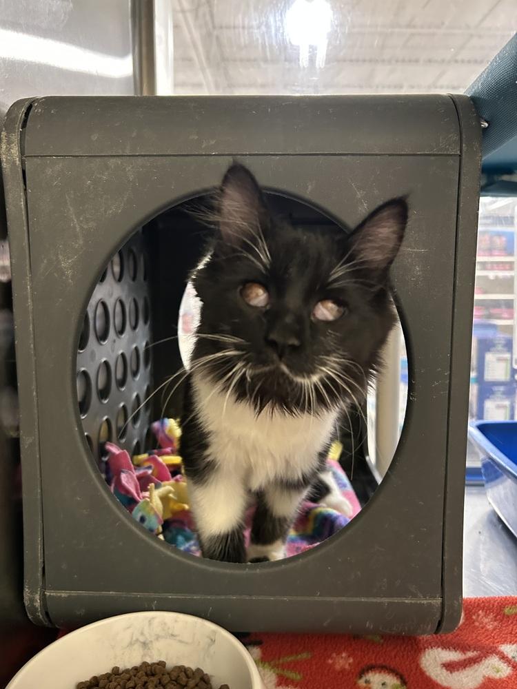 Enlarge Fern, a Adoptable Domestic Medium Hair in Anoka, MN image 1/3