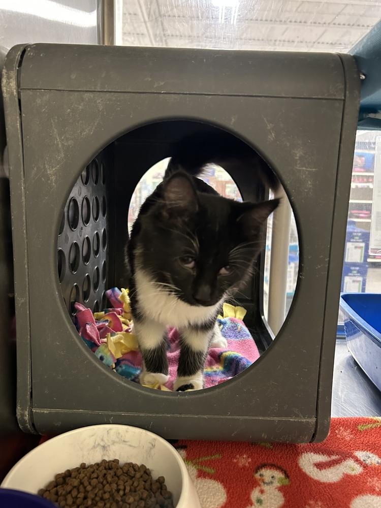 Enlarge Fern, a Adoptable Domestic Medium Hair in Anoka, MN image 2/3