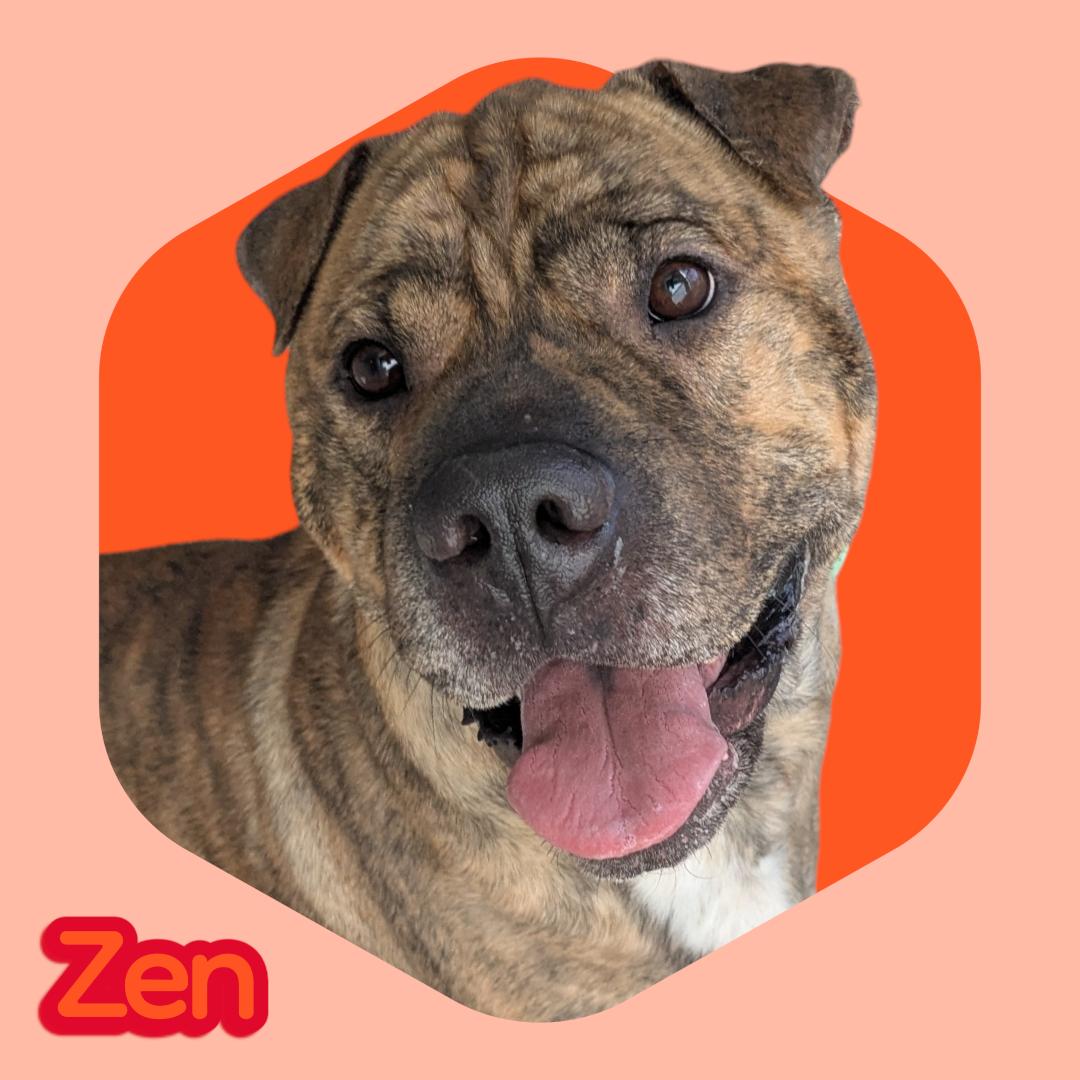 Enlarge Zen - In Foster, a ADOPTABLE mixed breed in Manchester, NH image 1/1