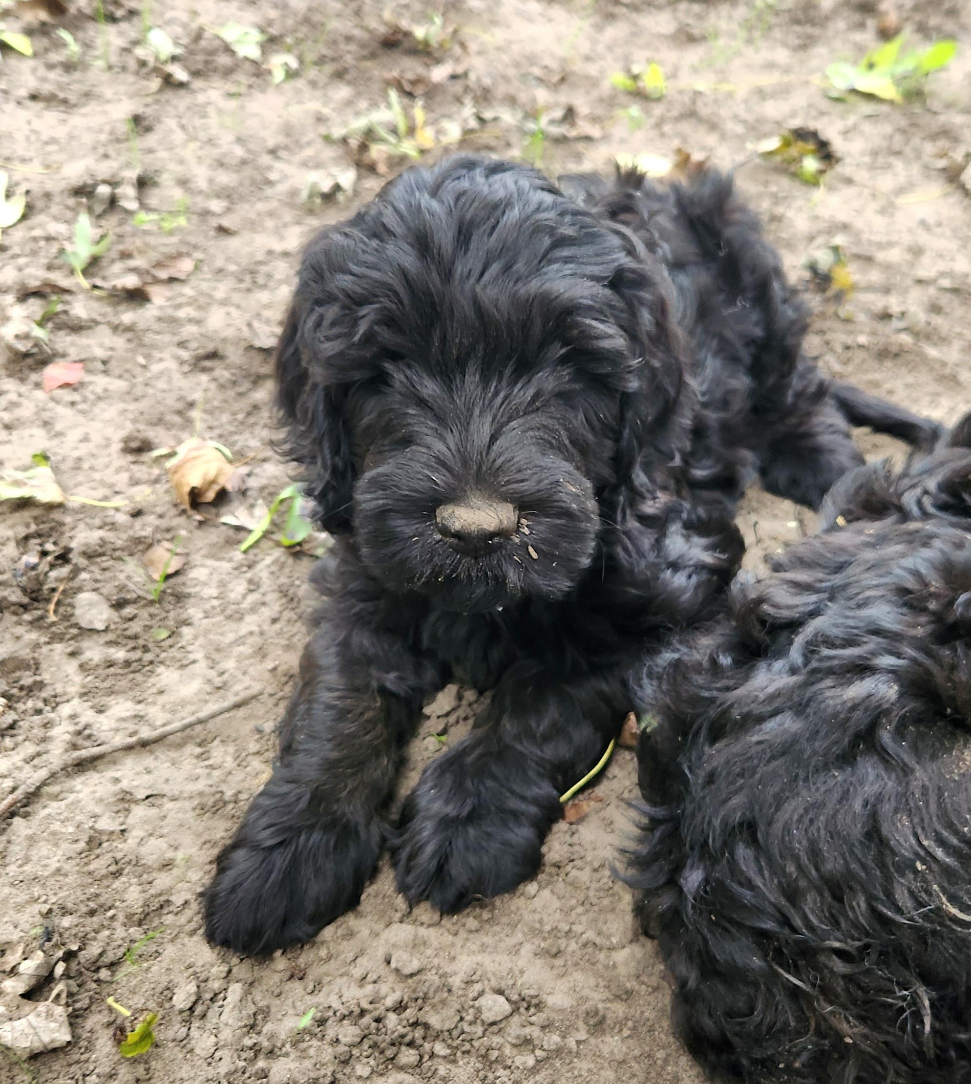 Enlarge Macy, a Adoptable Labradoodle in Liberty Center, OH image 3/4