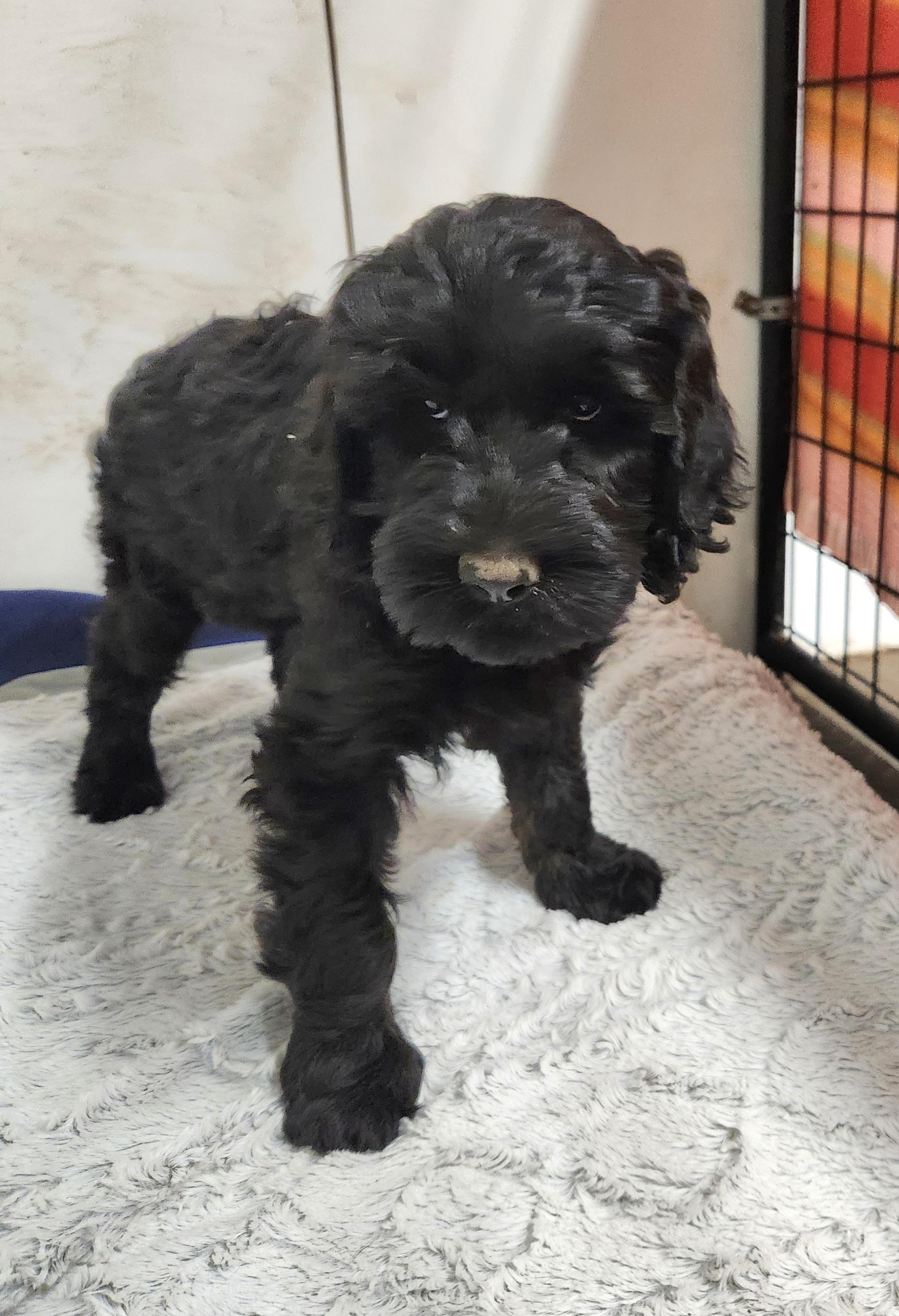Enlarge Macy, a Adoptable Labradoodle in Liberty Center, OH image 4/4