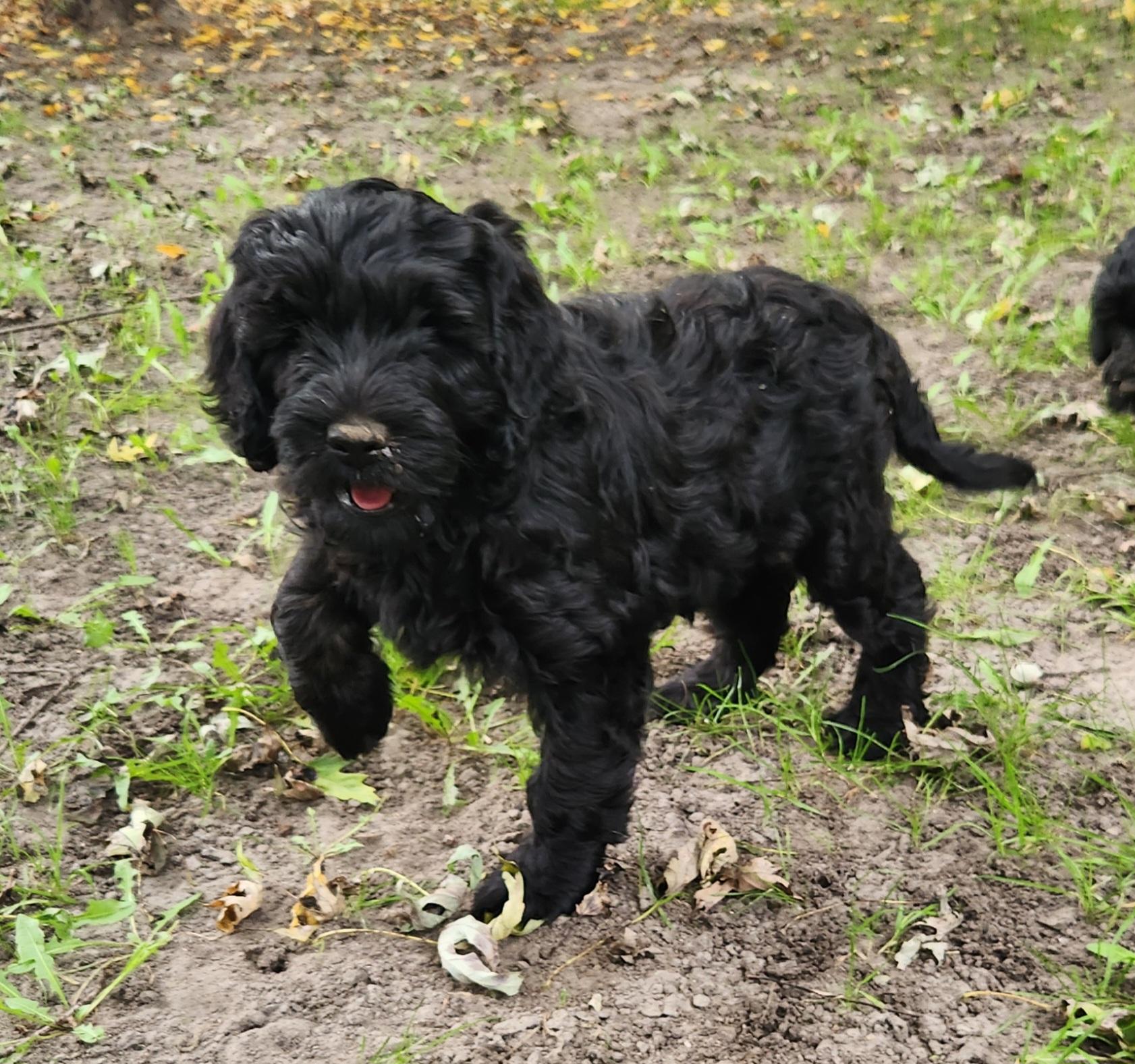 Enlarge Macy, a Adoptable Labradoodle in Liberty Center, OH image 2/4