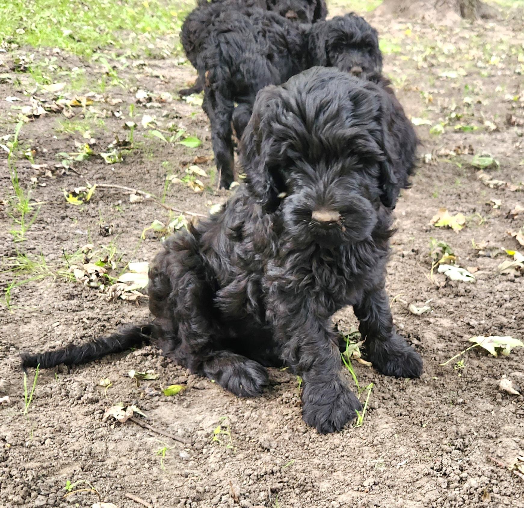 Enlarge Macy, a Adoptable Labradoodle in Liberty Center, OH image 1/4