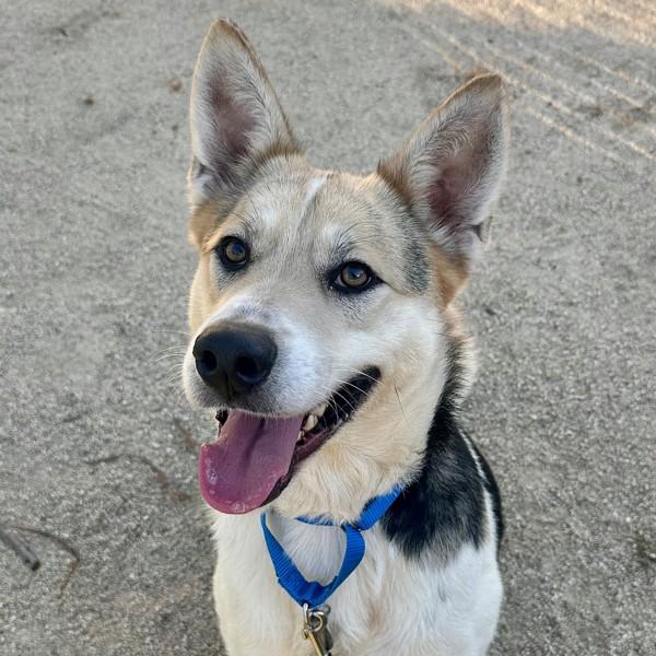 Enlarge Ellie Wigglebottom, a Adoptable mixed breed in Walnut Creek, CA image 1/2