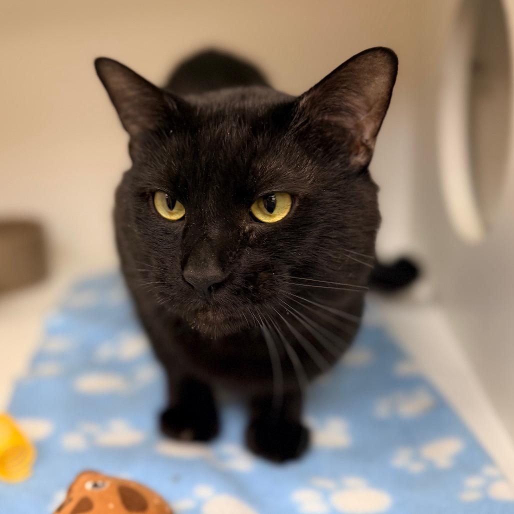Timber, Adoptable, Adult Male Domestic Short Hair.