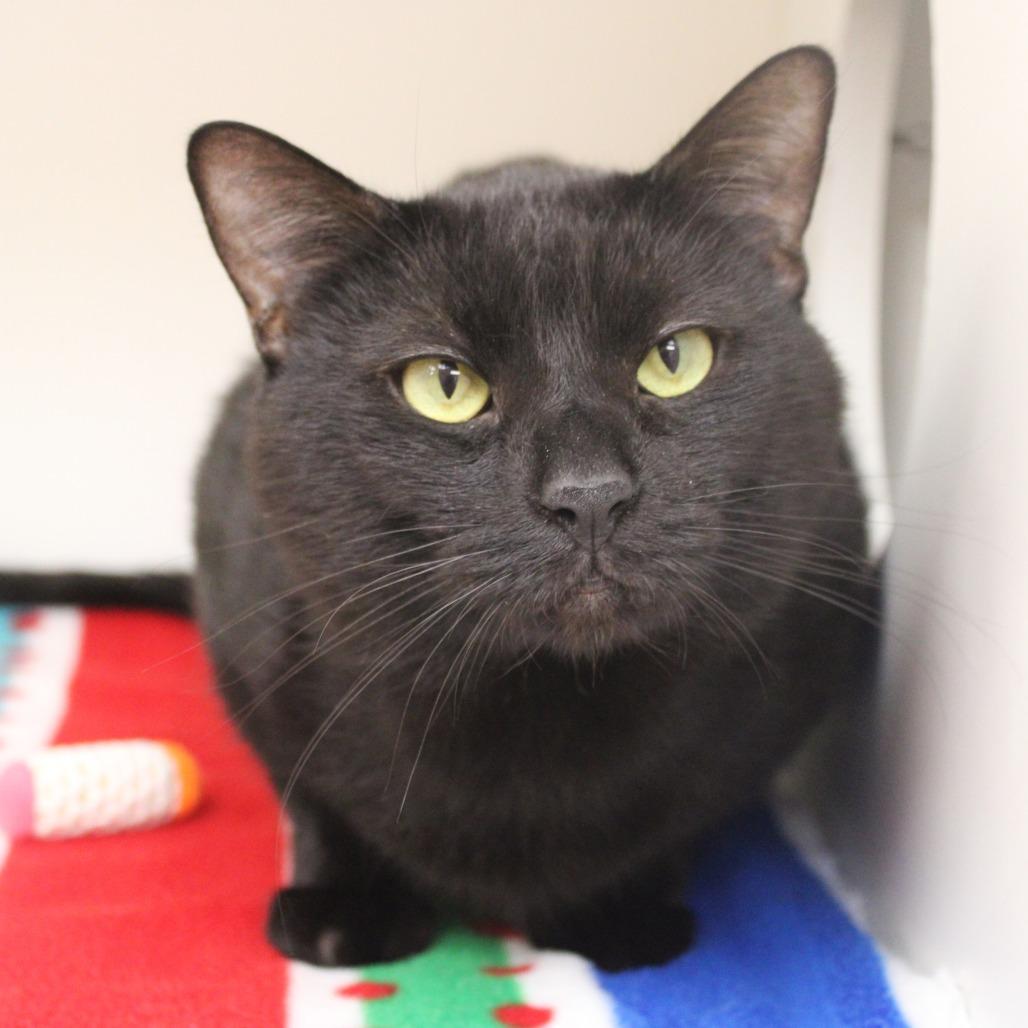 Enlarge Timber, a Adoptable Domestic Short Hair in Champaign, IL image 2/3