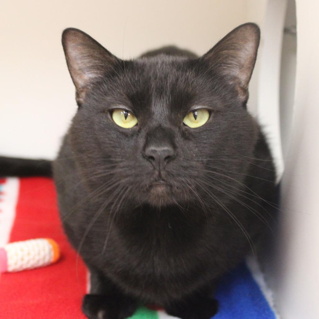 Enlarge Timber, a Adoptable Domestic Short Hair in Champaign, IL image 3/3