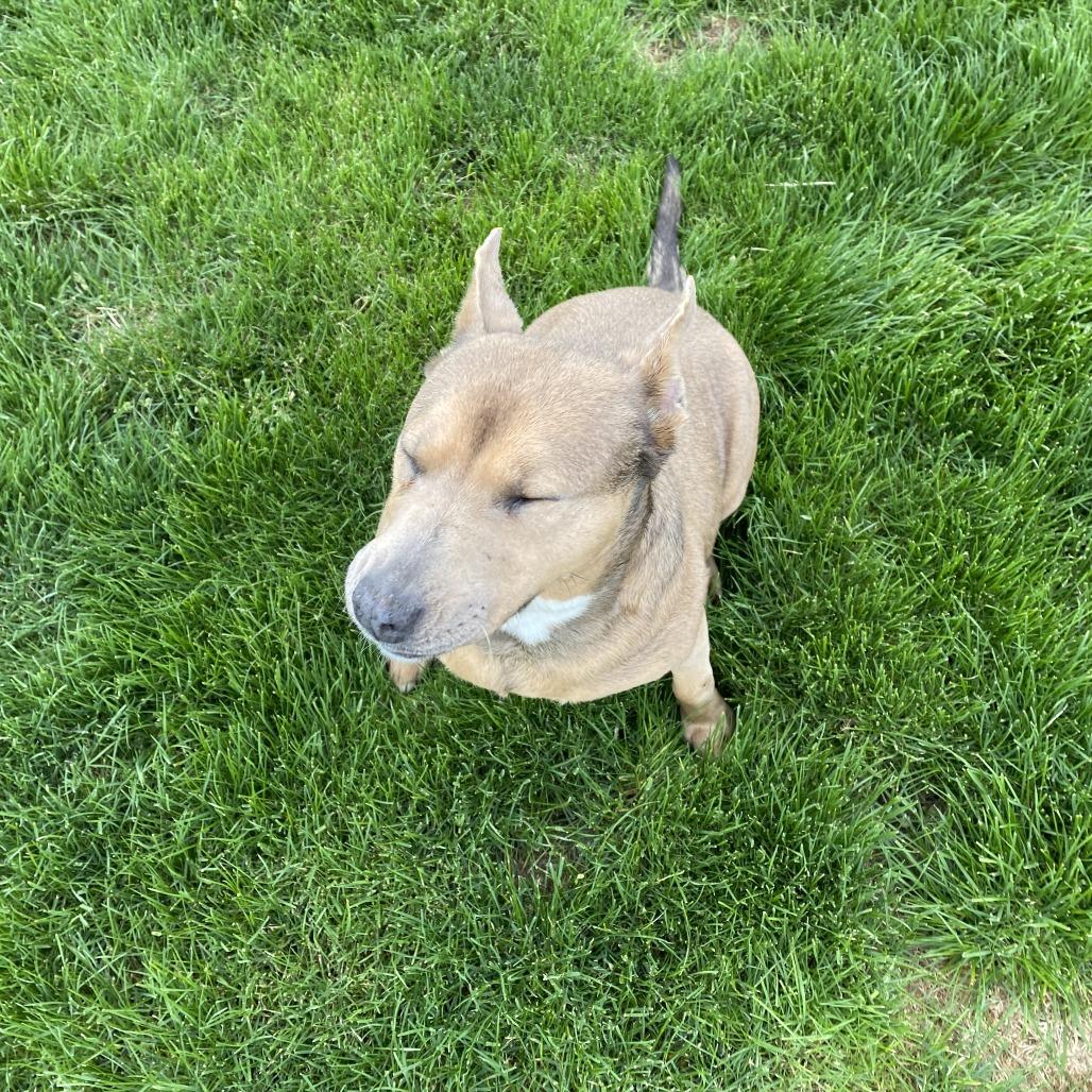 Enlarge Phoebe, a Adoptable mixed breed in Cashmere, WA image 2/5