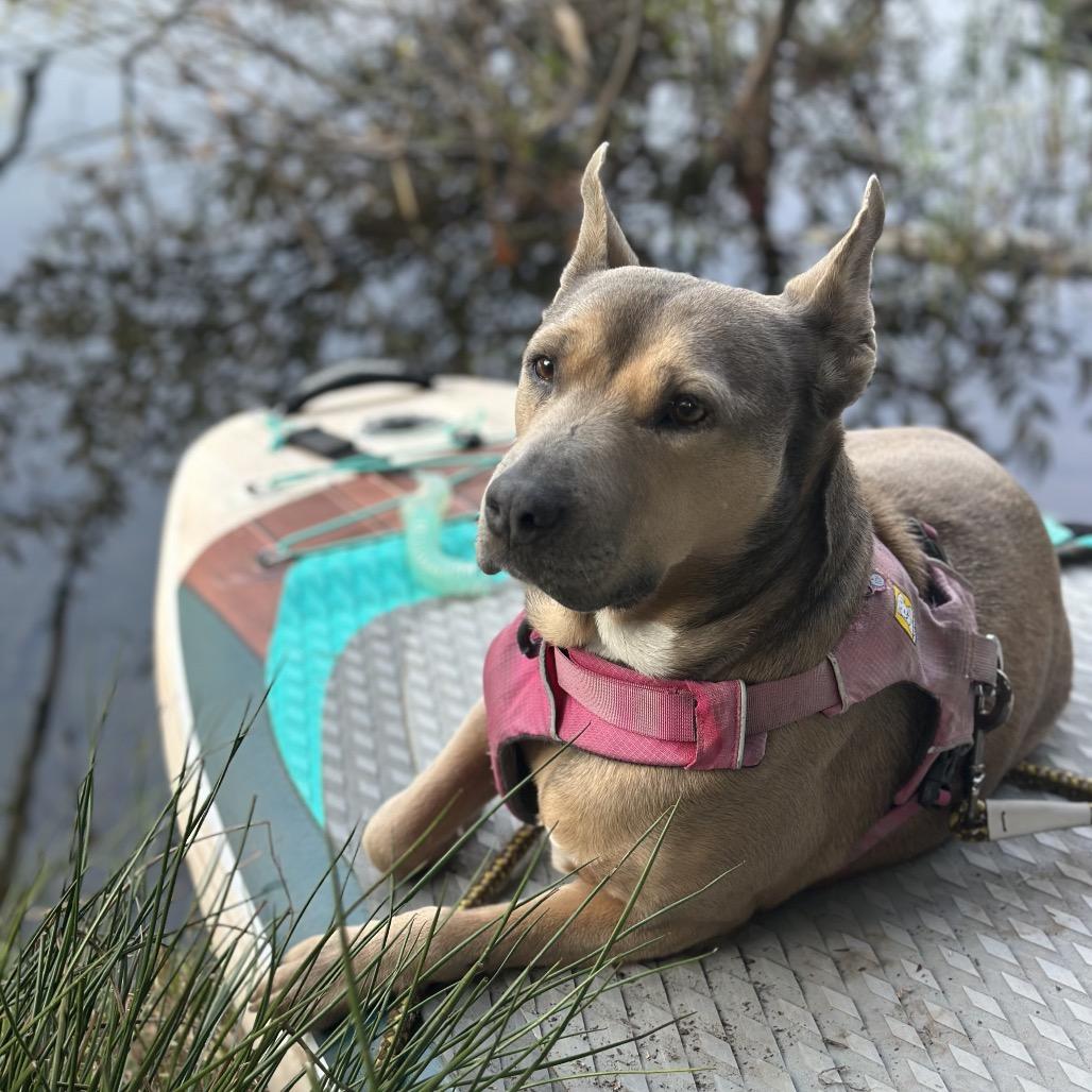 Enlarge Phoebe, a Adoptable mixed breed in Cashmere, WA image 2/6