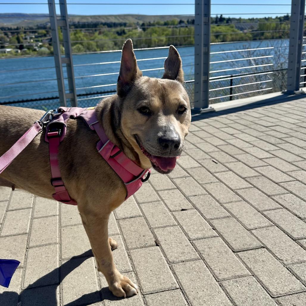 Enlarge Phoebe, a Adoptable mixed breed in Cashmere, WA image 1/6