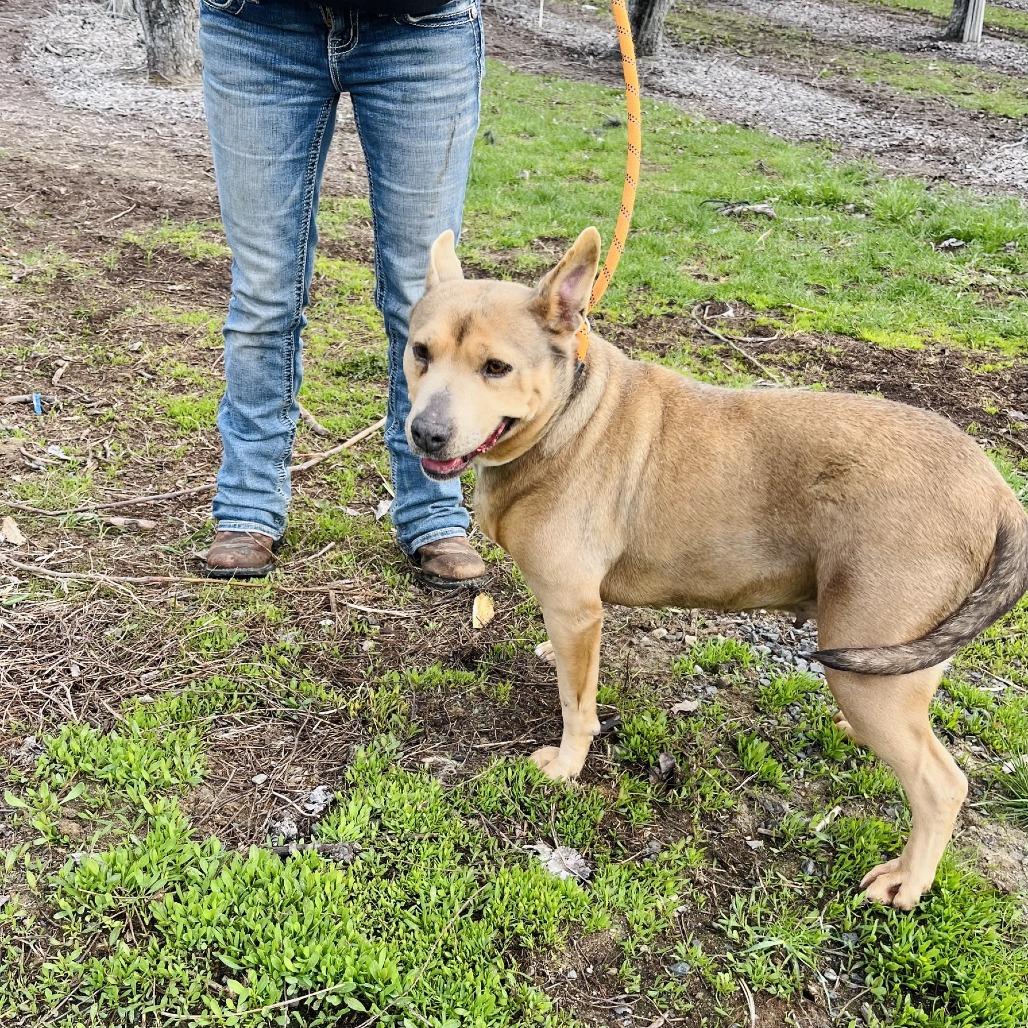 Enlarge Phoebe, a Adoptable mixed breed in Cashmere, WA image 3/5