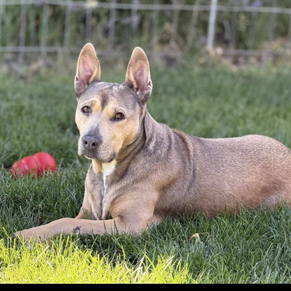 Enlarge Phoebe, a Adoptable mixed breed in Cashmere, WA image 3/6