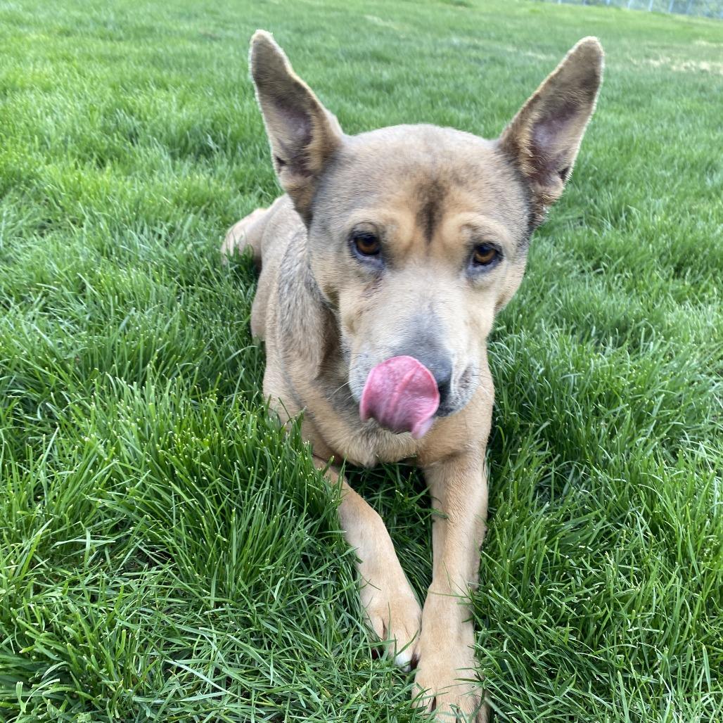 Enlarge Phoebe, a Adoptable mixed breed in Cashmere, WA image 4/5