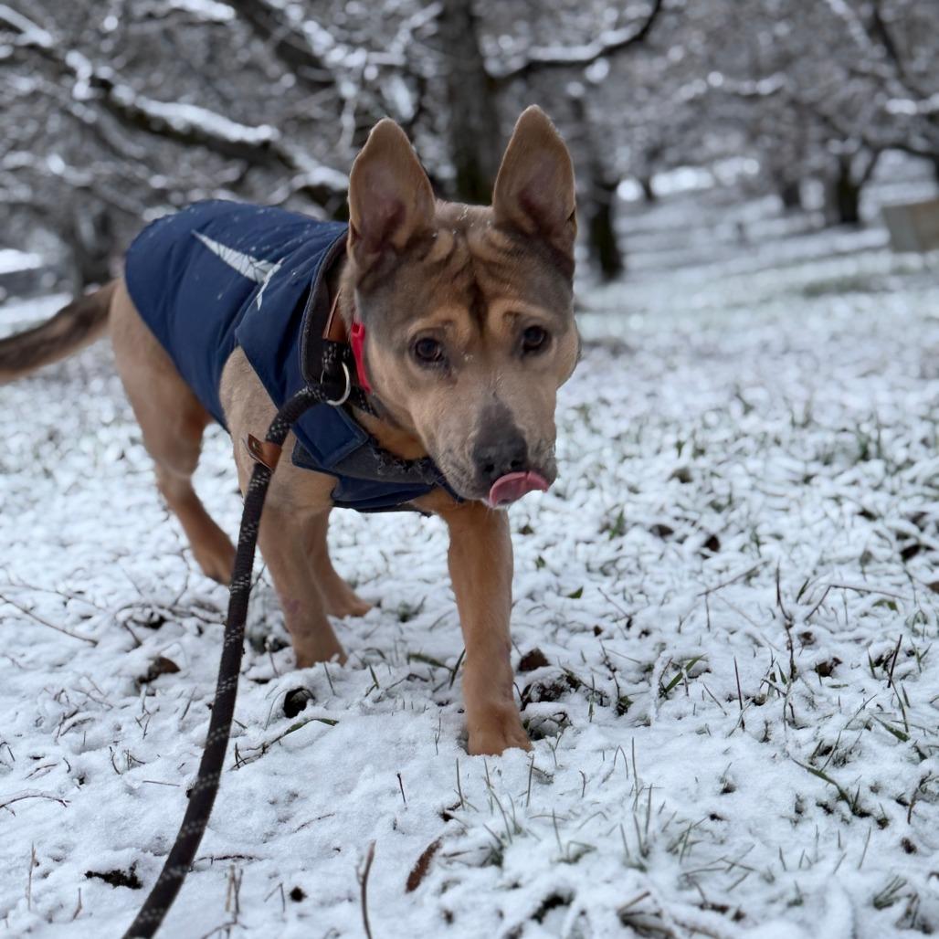Phoebe, a Adoptable mixed breed in Cashmere, WA image 3/4