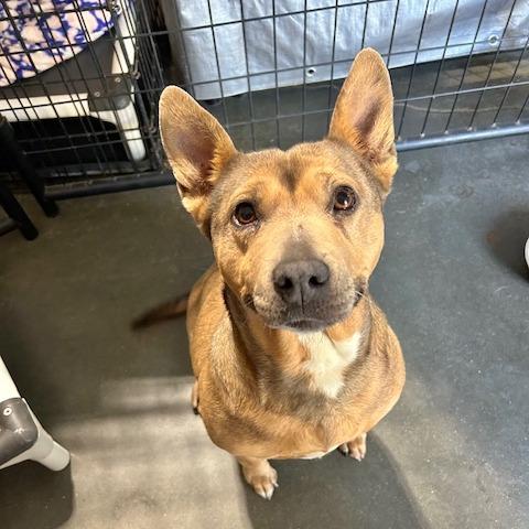 Enlarge Phoebe, a Adoptable mixed breed in Cashmere, WA image 5/5