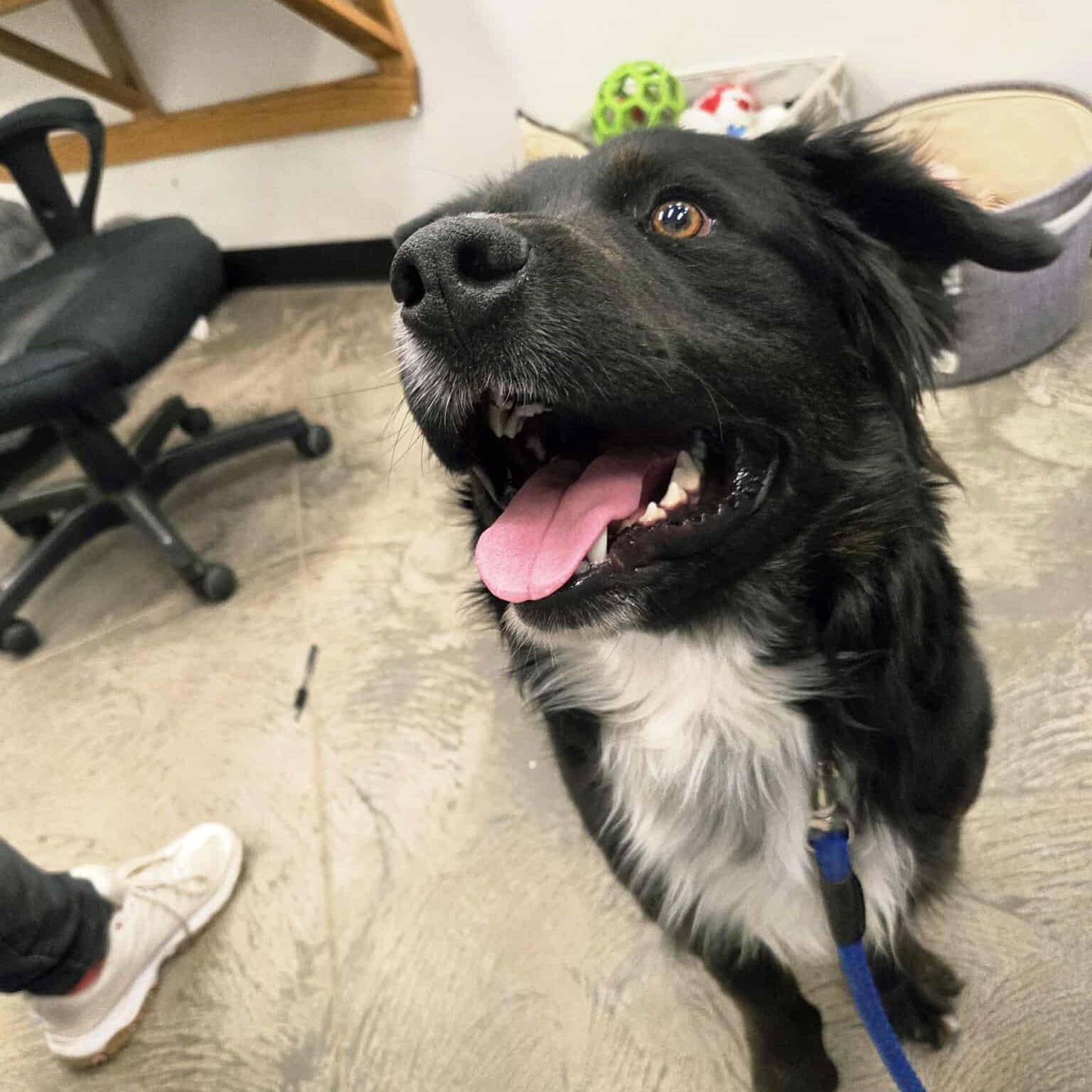 Enlarge Chipper, a Adoptable mixed breed in Roosevelt, UT image 2/3