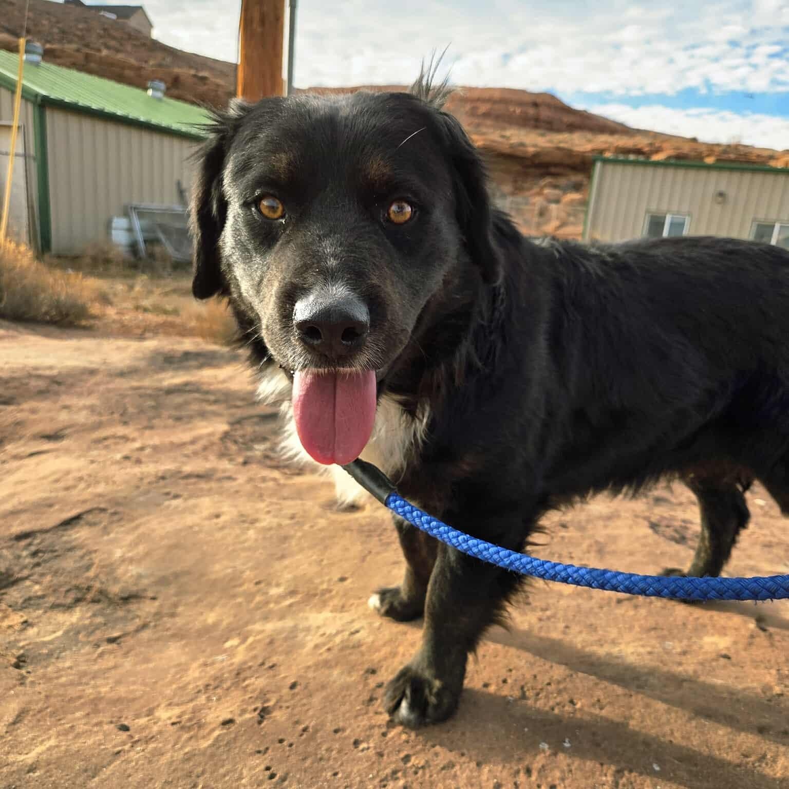 Chipper, Adoptable, Adult Male Border Collie.