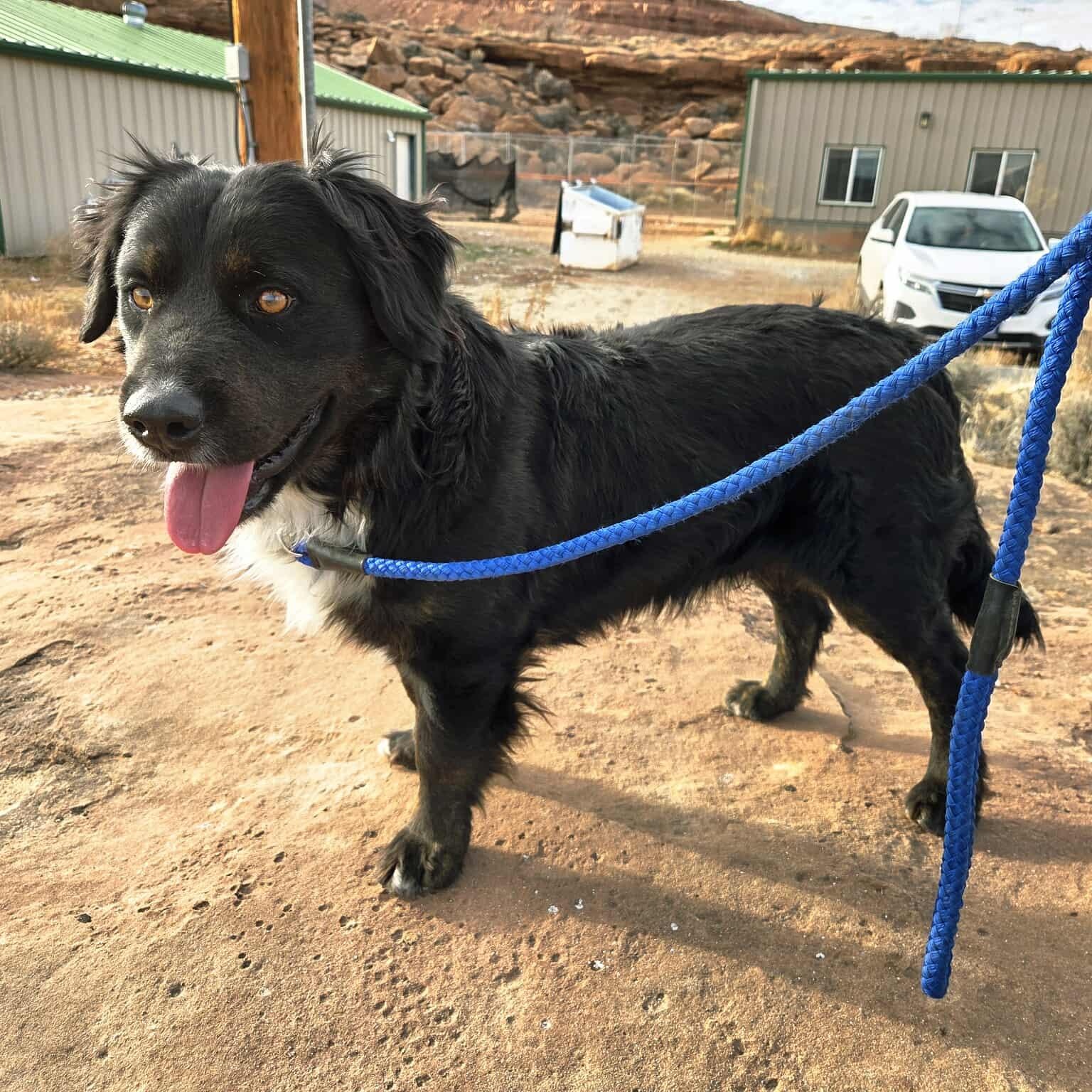 Enlarge Chipper, a Adoptable mixed breed in Roosevelt, UT image 3/3