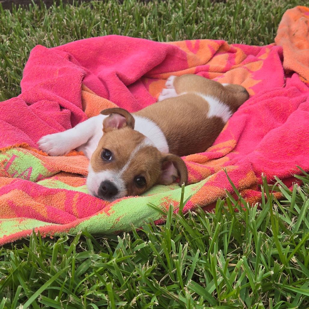Dolly, Adoptable, Puppy Female Chihuahua & Terrier.