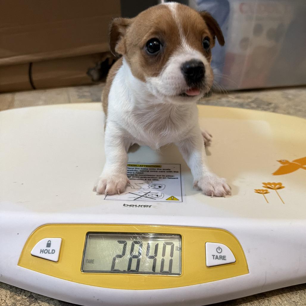 Enlarge Dolly, a Adoptable mixed breed in Montgomery, TX image 2/4