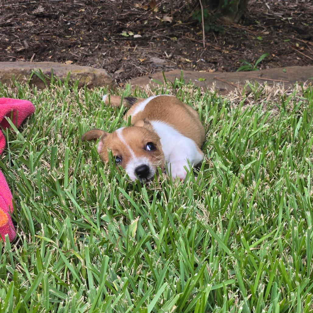 Enlarge Dolly, a Adoptable mixed breed in Montgomery, TX image 3/4