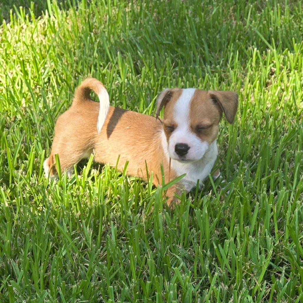 Enlarge Dolly, a Adoptable mixed breed in Montgomery, TX image 4/4
