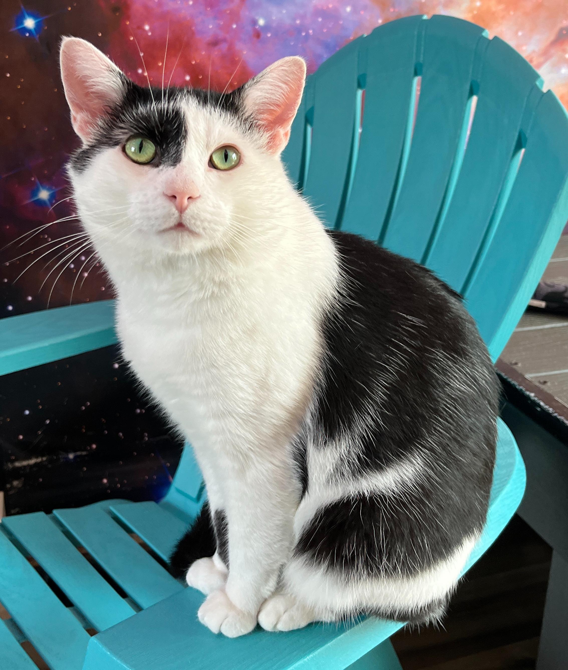 Enlarge Mischief, a Adoptable Domestic Short Hair in Asheville, NC image 1/2