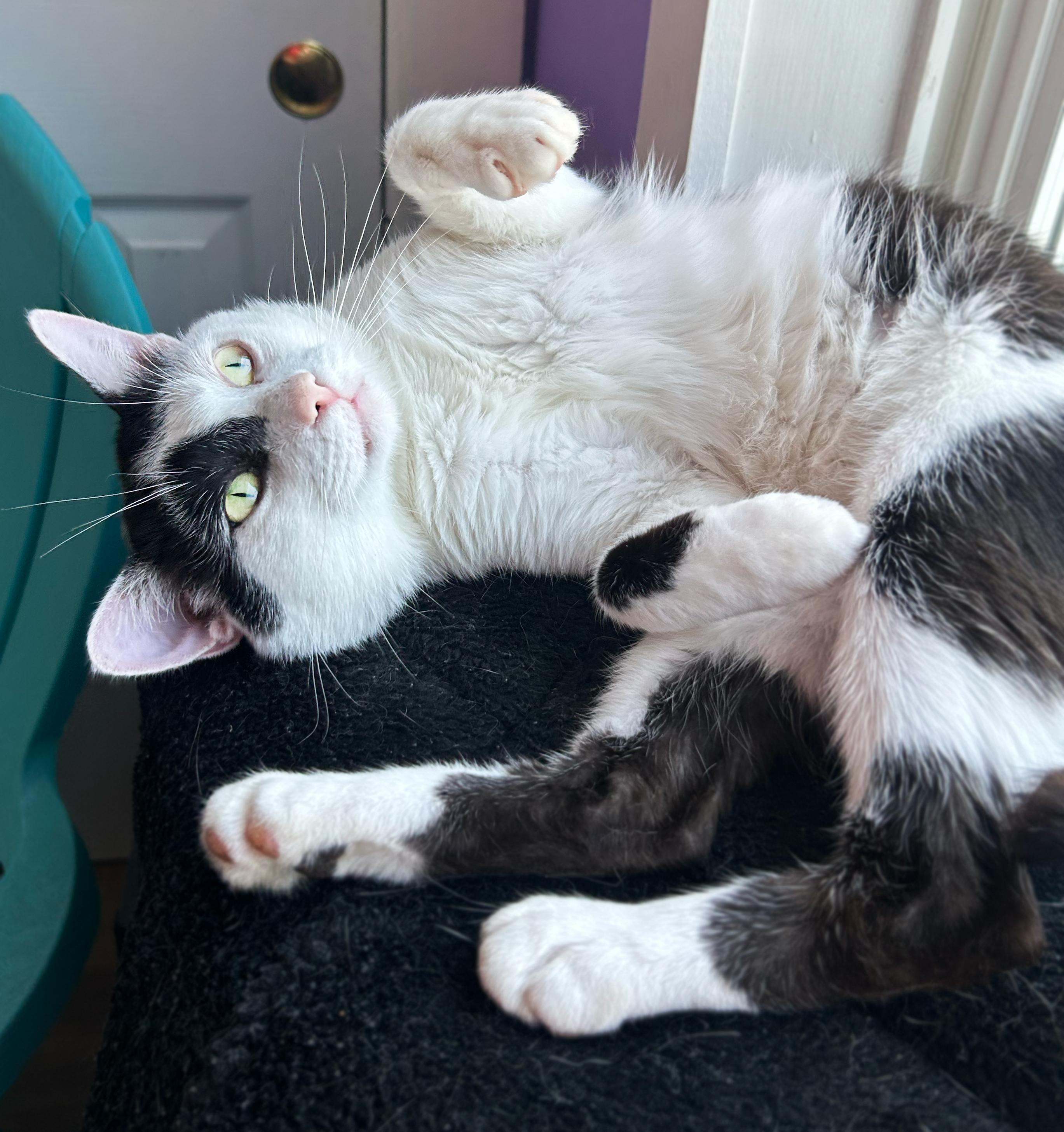 Mischief, Adoptable, Adult Male Domestic Short Hair.