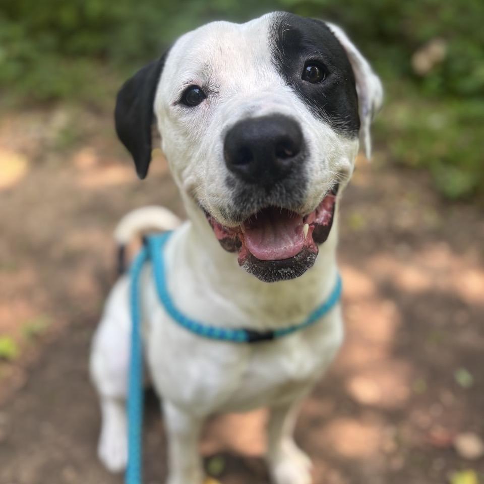 Snoop Dogg, a Adoptable mixed breed in Chattanooga, TN image 1/6