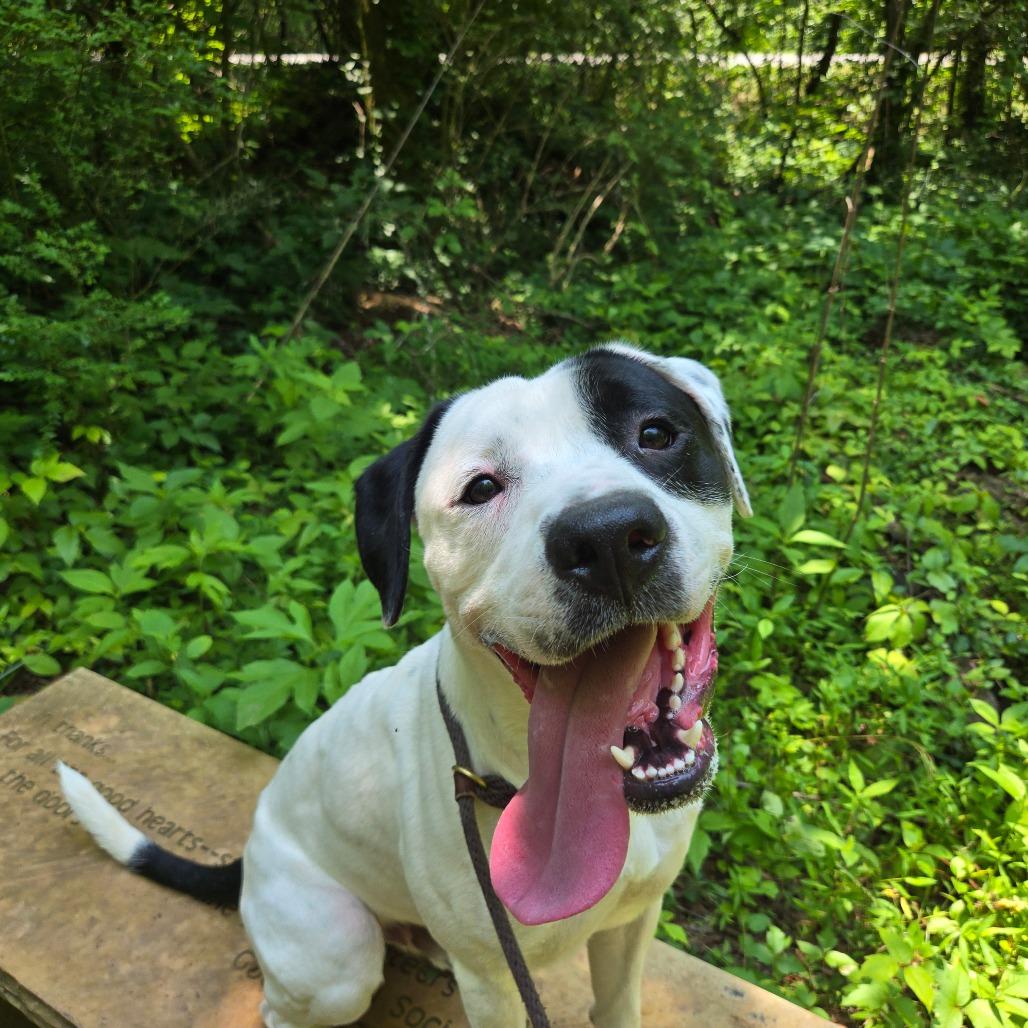 Snoop Dogg, a Adoptable mixed breed in Chattanooga, TN image 2/6