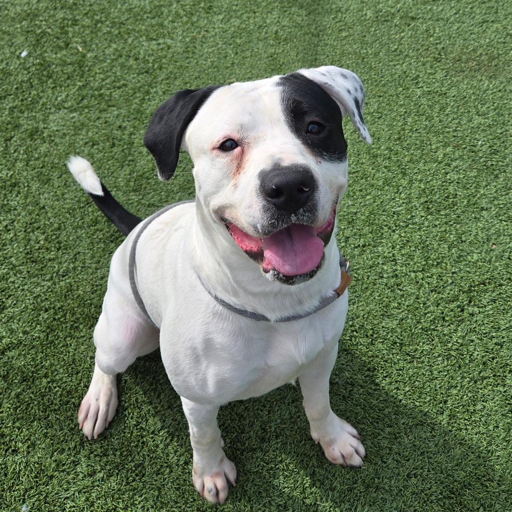 Snoop Dogg, a Adoptable mixed breed in Chattanooga, TN image 3/6