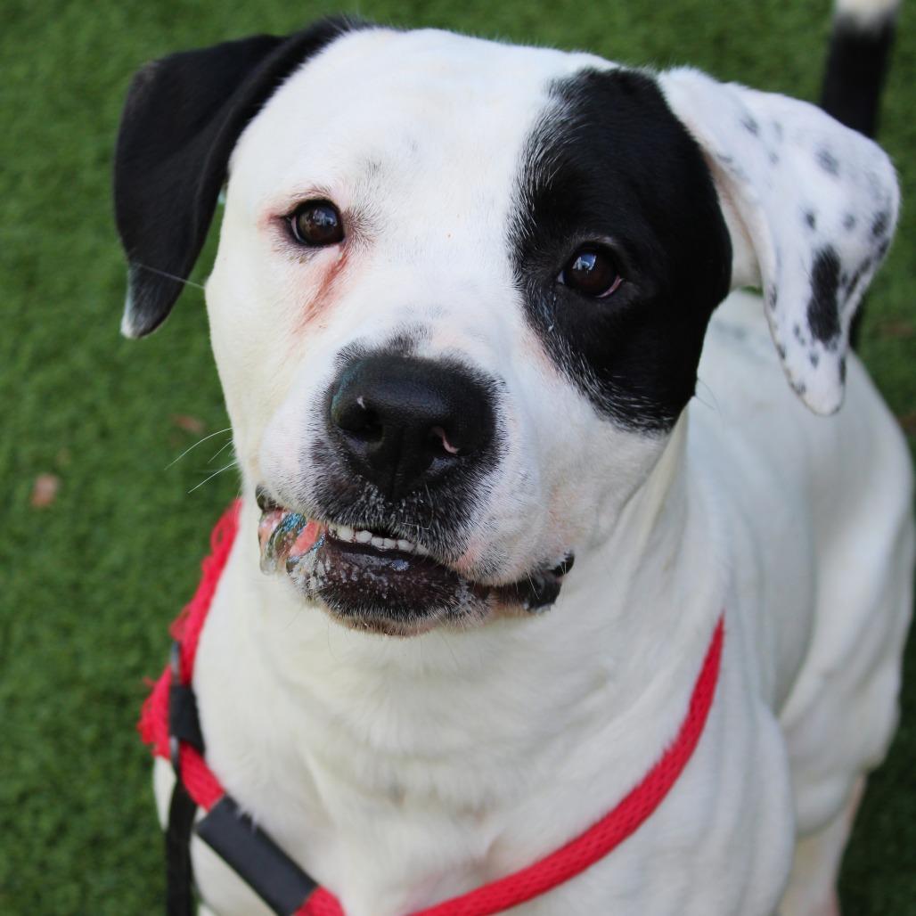 Snoop Dogg, a Adoptable mixed breed in Chattanooga, TN image 4/6