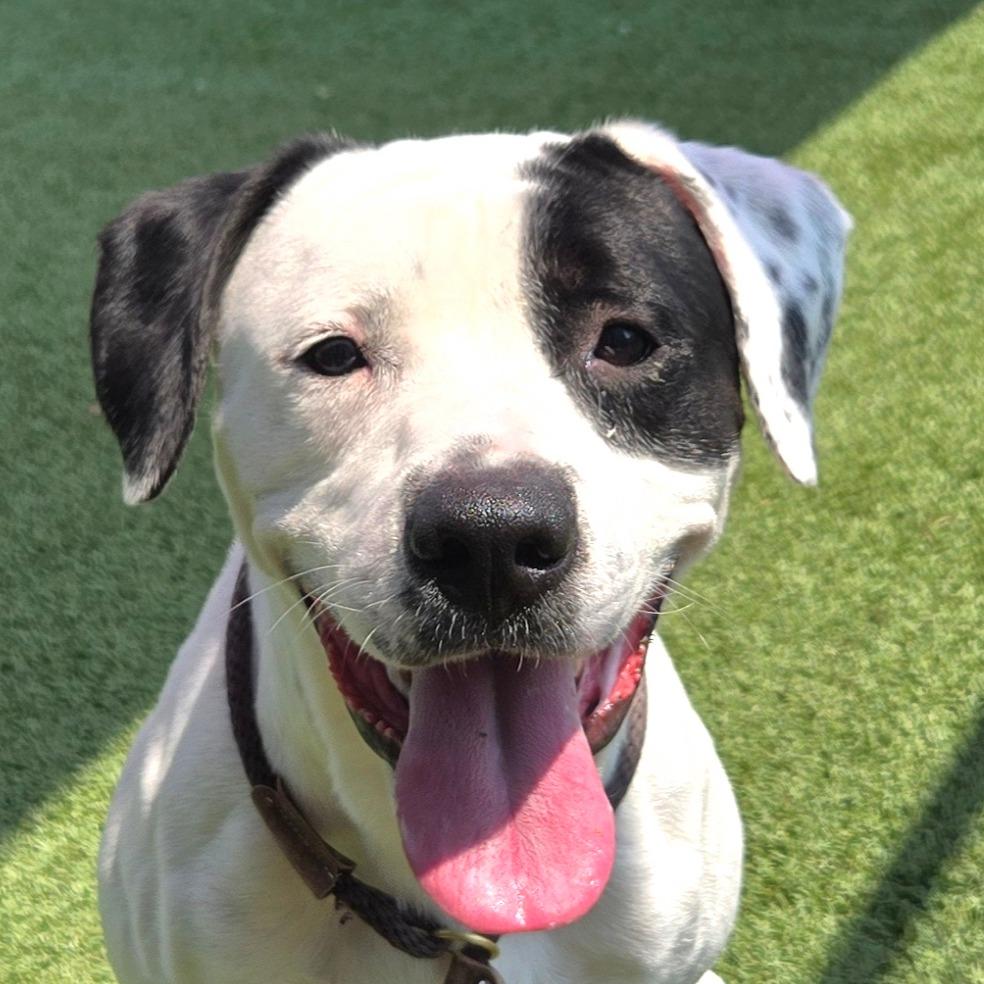 Snoop Dogg, a Adoptable mixed breed in Chattanooga, TN image 5/6