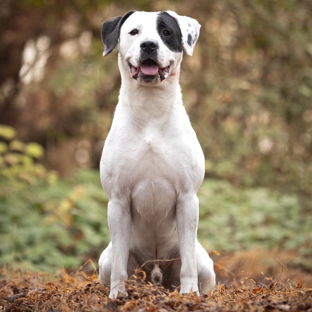 Snoop Dogg, a Adoptable mixed breed in Chattanooga, TN image 6/6