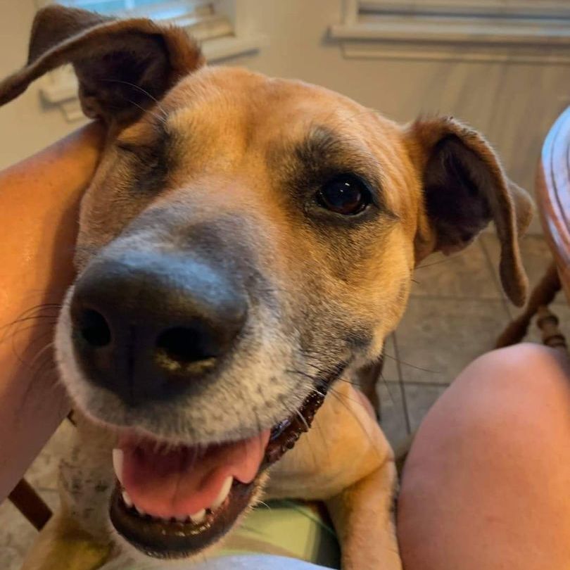 Demi, a Adoptable mixed breed in Lubbock, TX image 1/2