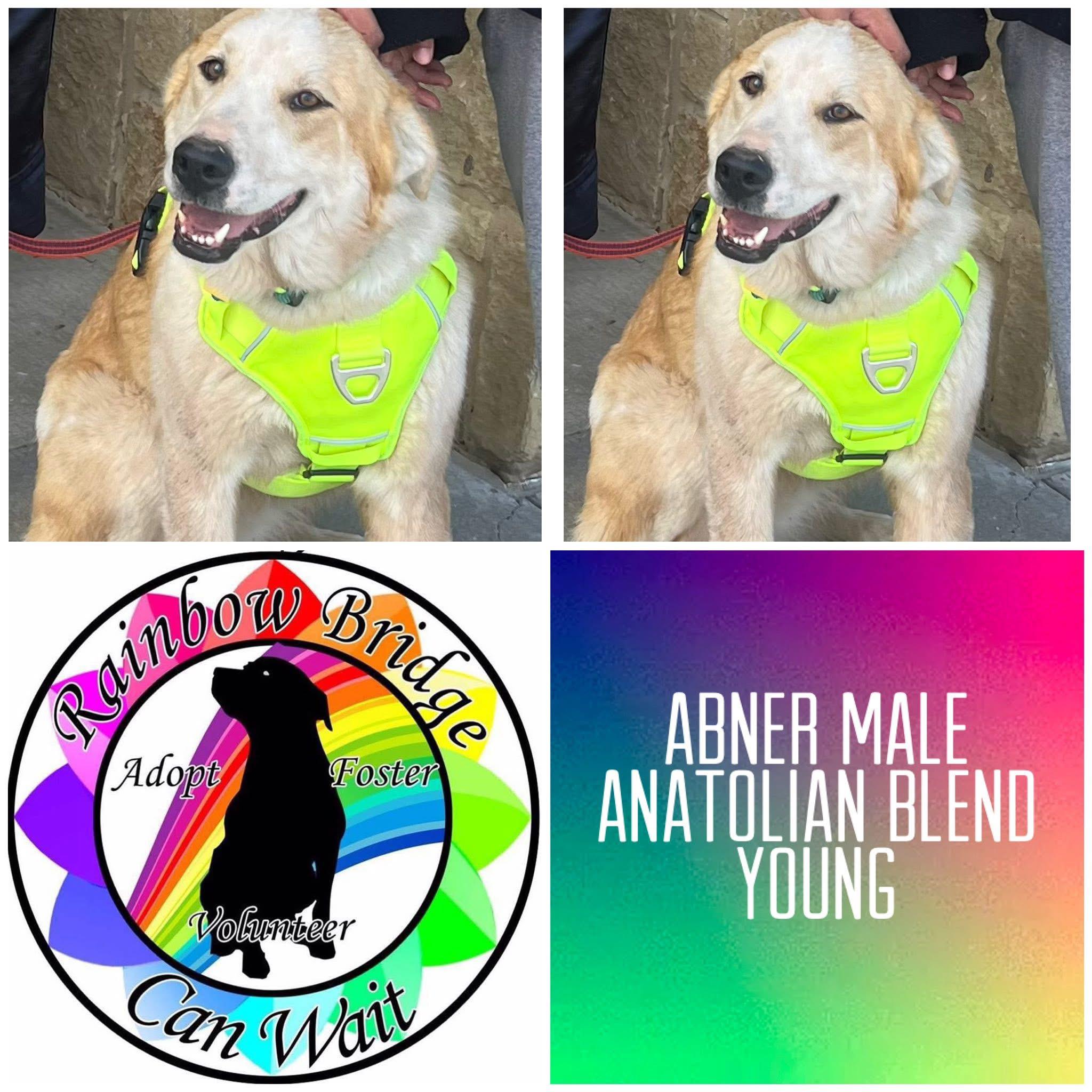 Abner, ADOPTABLE, Adult Male Great Pyrenees.